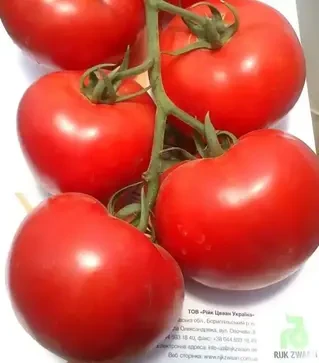 Насіння томату Махітос F1, п.о. 1 тис. насінин (Rijk Zwaan)