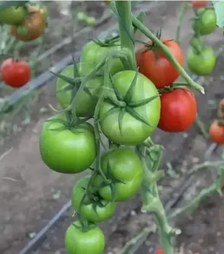 Семена томата Партовая F1, п.е. 1 тыс. семян (Seminis)