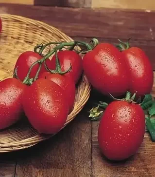 Семена томата Рио Гранде, 500 г (United Genetiks)