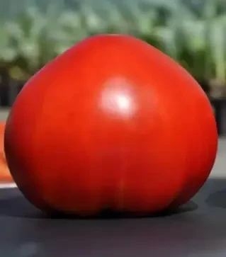 Семена томата Сарра F1, п.е. 250 семян (Clause)