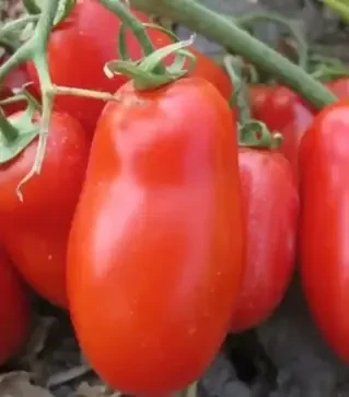 Насіння томату Флендер F1, п.о. 1 тис. насінин (Cora Seeds)