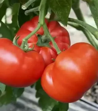 Насіння томату Хомстед, 500 г (Коуел)