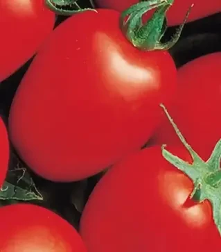 Насіння томату Які F1, п.о. 1 тис. насінин (Seminis)