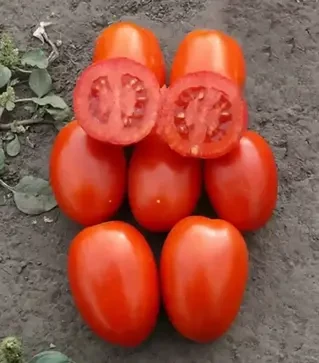 Семена томата 1785 F1, п.е. 5000 семян (Lark Seeds)