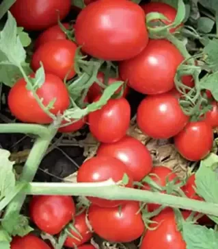 Семена томата Перфектпил F1, п.е. 1 тыс. семян (Seminis)