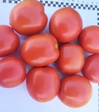 Семена томата 9960 F1, п.е. 5000 семян (Spark Seeds)