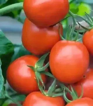 Семена томата Ричи F1, п.е. 1 тыс. семян (Bejo)