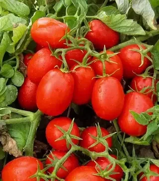 Насіння томату Фабер F1, п.о. 1 тис. насінин (Hazera)