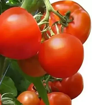 Насіння томату Агіліс F1, п.о. 500 насінин (Enza Zaden)