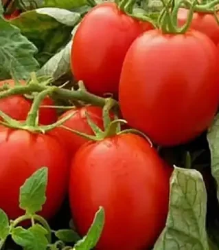 Насіння томату Імпакт F1, п.о. 1 тис. насінин (Hazera)