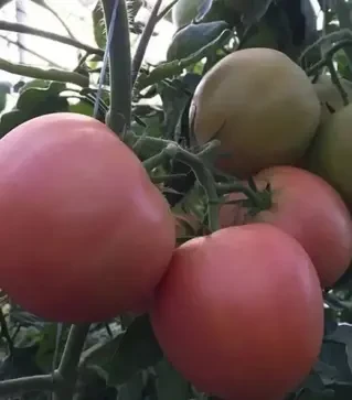 Семена томата Мануса F1, п.е. 100 семян (Rijk Zwaan)