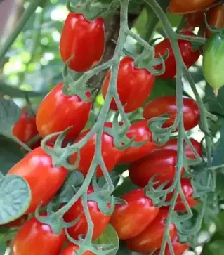 Насіння томату Валдо F1, п.о. 500 насінин (Semo)