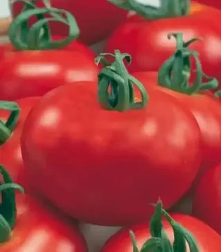 Насіння томату Зофка F1, п.о. 500 насінин (Semo)