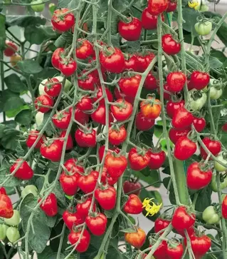 Насіння томату Ягодо F1, п.о. 500 насінин (Semo)