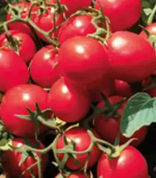 Семена томата JAG 8810 F1, проф. упаковка 1000 семян (Seminis)