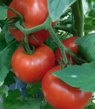 Насіння томату Аудаз F1, п.о. 500 насінин (Nunhems)