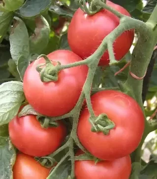 Насіння томату Торнадо F1, п.о. 500 насінин (Semo)
