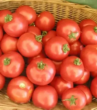 Насіння томату Торо F1, п.о. 500 насінин (Semo)