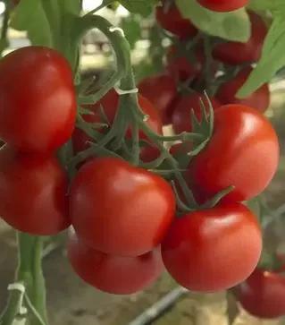 Семена томата Барбадос F1, п.е. 100 семян (Rijk Zwaan)