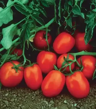 Семена томата Чибли F1, п.е. 2.5 тыс. семян (Syngenta)