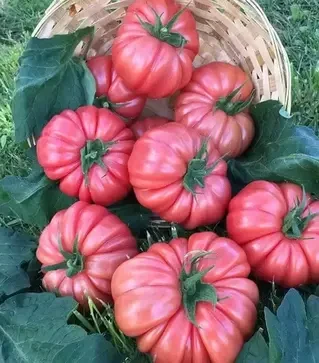 Насіння томату Пінк Кой F1, п.о. 100 насінин (Yuksel Tohum)