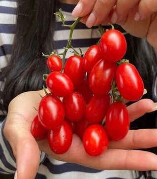 Насіння томату Дольчесіо F1, п.о. 1 тис. насінин (Esasem)