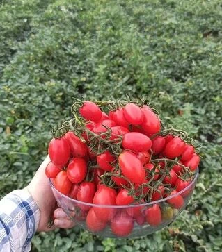 Насіння томату Дольчесіо F1, п.о. 1 тис. насінин (Esasem)