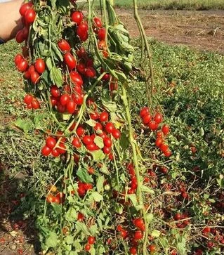 Насіння томату Дольчесіо F1, п.о. 1 тис. насінин (Esasem)