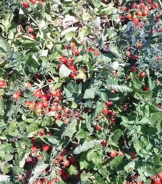 Насіння томату Дольчесіо F1, п.о. 1 тис. насінин (Esasem)