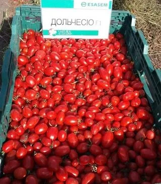 Насіння томату Дольчесіо F1, п.о. 1 тис. насінин (Esasem)