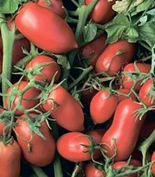 Насіння томату Умекс F1, п.о. 2.5 тис. насінин (Syngenta)