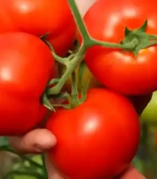 Семена томата Интерленд F1, п.е. 1 тыс. семян (Nunhems)