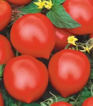 Насіння томату Ісла-Гранде F1, п.о. 500 насінин (Nasko)
