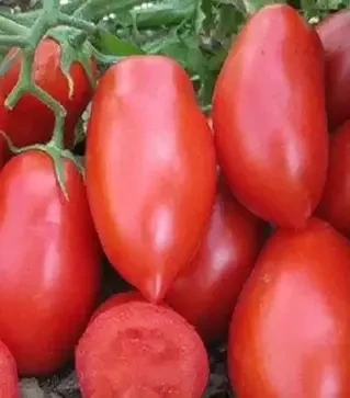 Семена томата Рокия F1, п.е. 1 тыс. семян (Cora Seeds)