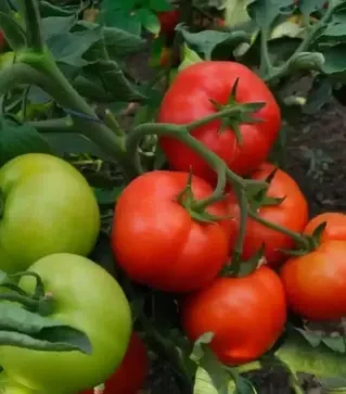 Семена томата Капонет F1, п.е. 500 семян (Syngenta)