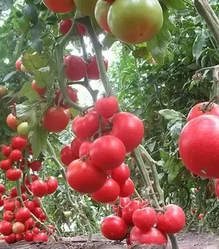 Насіння томату Аксіома F1, п.о. 500 насінин (Nunhems)