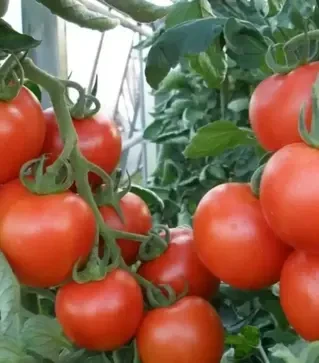 Насіння томату Парто F1, п.о. 1 тис. насінин (Semo)