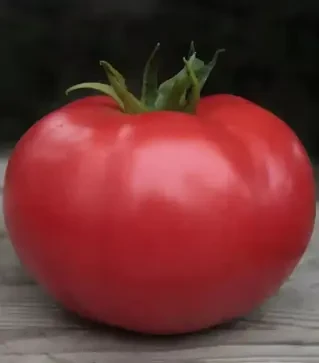 Семена томата Кибо F1, п.е. 500 семян (Kitano Seeds)