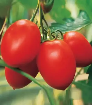 Насіння томату Колібрі F1, п.о. 1 тис. насінин (Clause)