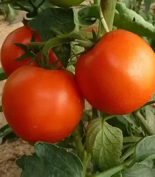 Насіння томату Корвінус F1, п.о. 500 насінин (Seminis)