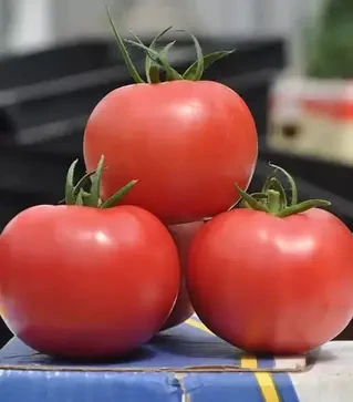 Насіння томату Пінк Клер F1, п.о. 500 насінин (Hazera)