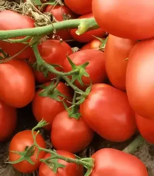 Семена томата Семарол, 300 г (Semo)