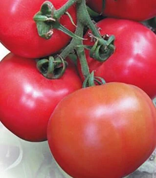 Семена томата Касамори F1, п.е. 1 тыс. семян (Kitano Seeds)