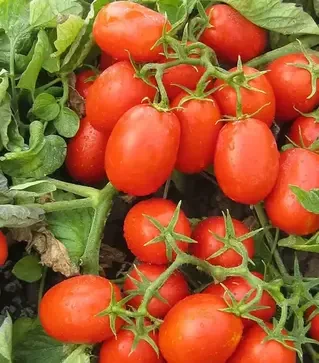 Насіння томату Фабер F1, п.о. 5 тис. насінин (Hazera)