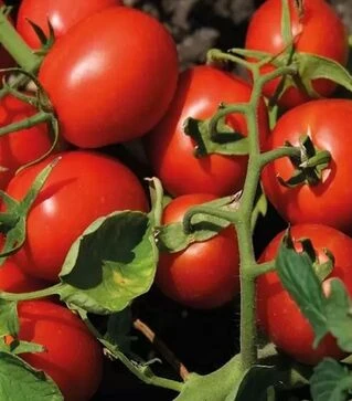 Семена томата Н6438 F1, п.е. 25 тыс. семян (Nunhems)