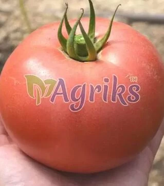 Насіння томату Пілігрим F1, п.о. 500 насінин (Solare Sementi)