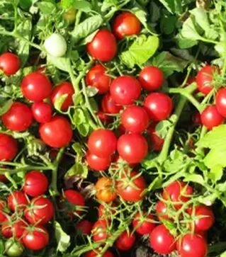 Насіння томату Руфус F1, п.о. 25 тис. насінин (Esasem)