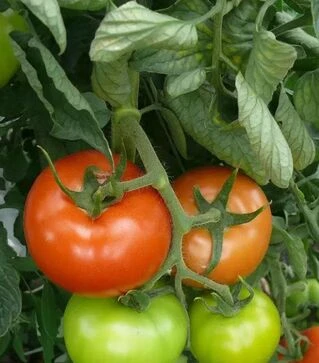 Семена томата 1609 F1, п.е. 1 тыс. семян (Spark Seeds)