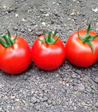 Семена томата 1617 F1, п.е. 250 семян (Spark Seeds)