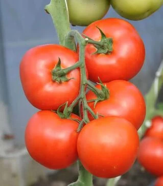 Насіння томату Абелюс F1, п.о. 1 тис. насінин (Rijk Zwaan)